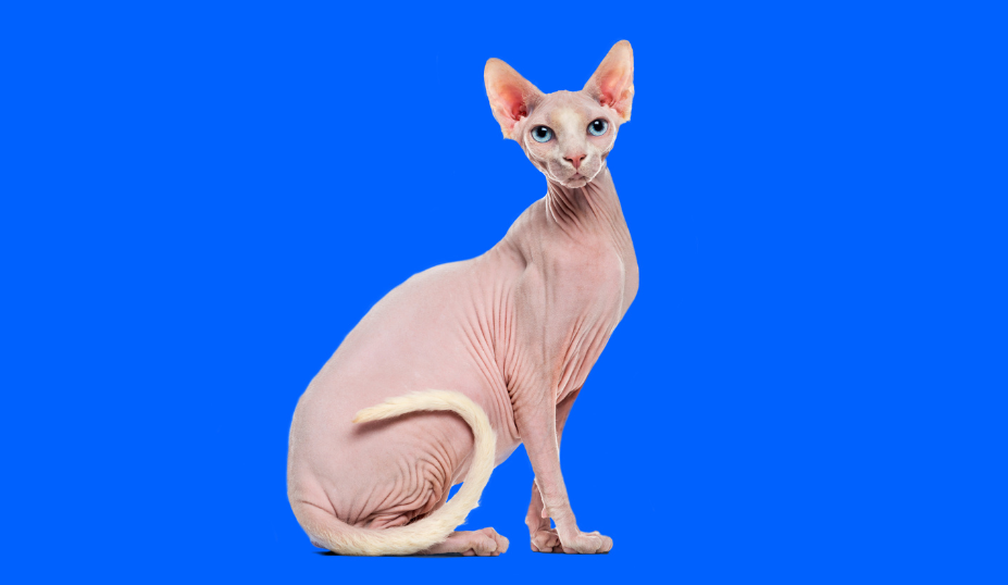 Do Sphynx Cats Have Whiskers?